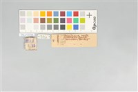五色鳥藏品圖，第20張